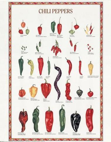 Chili Pepper Identification Poster.